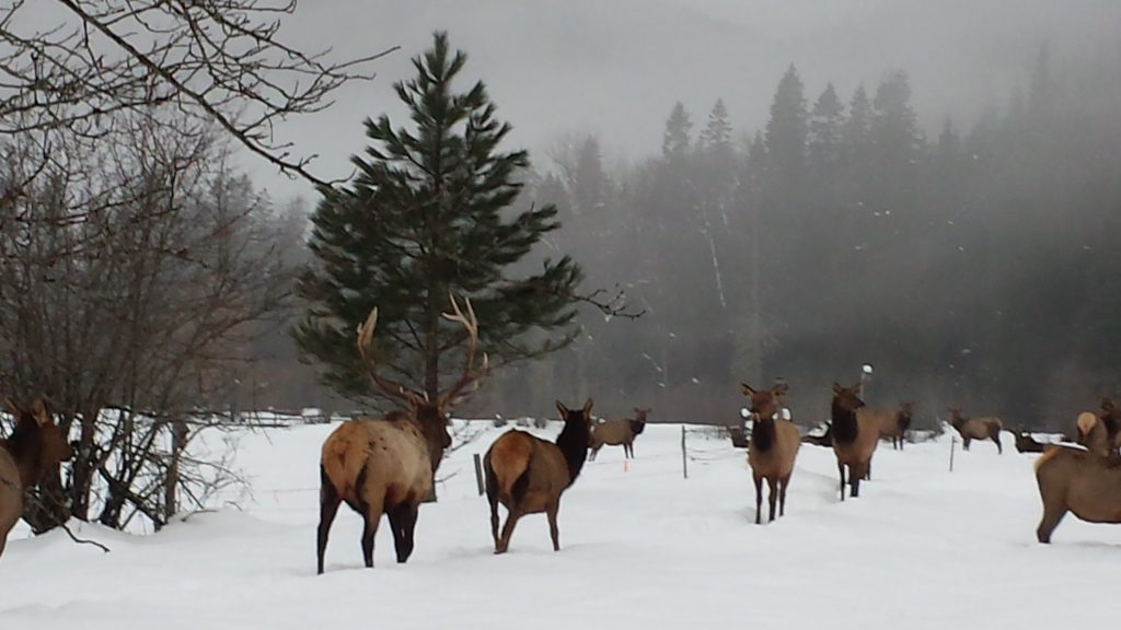 Elk in a snowy meadow.